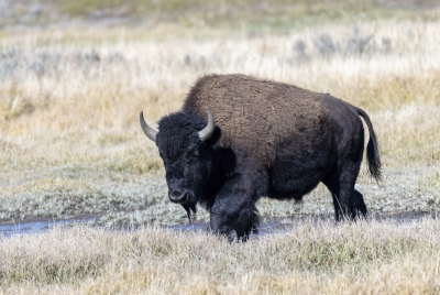 Buffalo Yellowstone NP Sept 2024